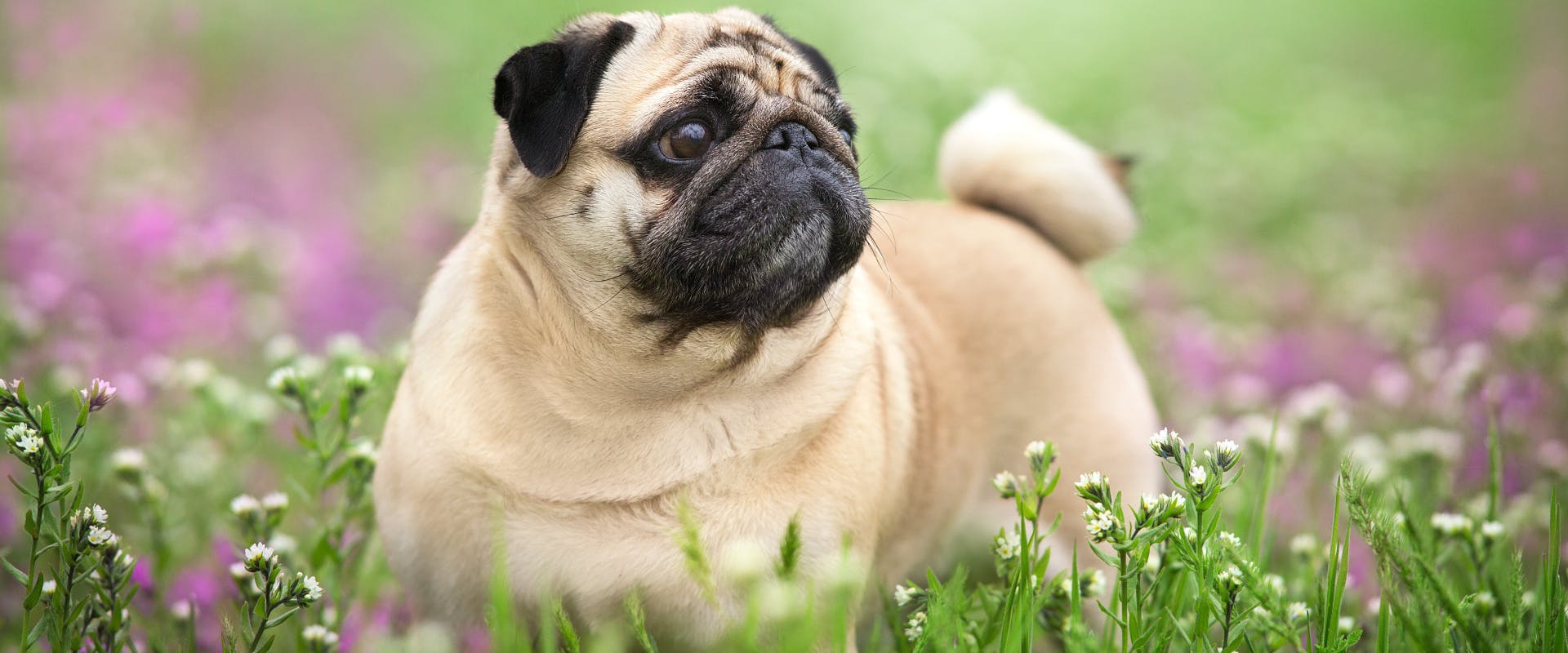 Dog names that 2024 start with p